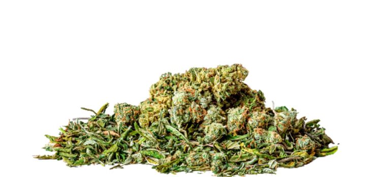 Wholesale Marijuana Dispensary
