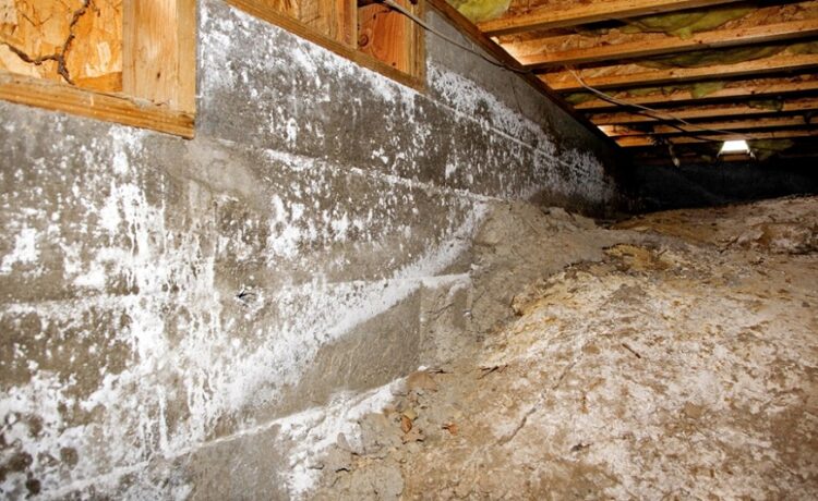 Mold Growth in Your Crawl Space